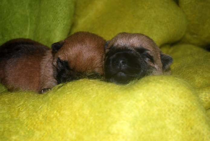 Miketo Cairn Terrier