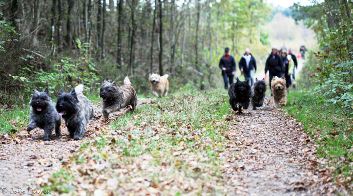 Miketo Cairn Terrier